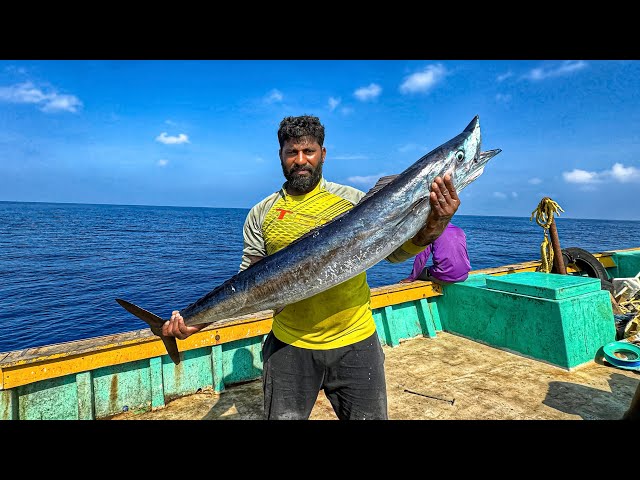 Using Live Prey fish To catch Big Fishes | The Ultimate fishing tactic.
