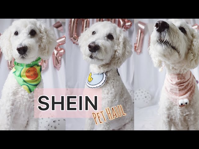 Goldendoodle SHEIN Try On Pet Haul | Big Dog Edition | Under $10!