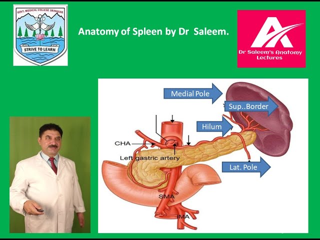 Anatomy of Spleen by  Dr. Mohammad Saleem  Itoo Professor of Anatomy at GMC Srinagar, India