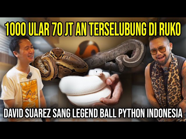 1000 ULAR 70 JT AN TERSELUBUNG DI RUKO!!! DAVID SUAREZ SANG LEGEND BALL PYTHON INDONESIA #indoexotic