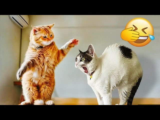 🙀 Funniest Pet Fails You Won't Believe 😹 Funny Videos Compilation 😂