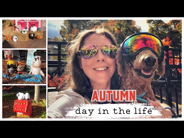 Small Town Magic with my Service Dog: Whiskers & Whimsy Pumpkin Spectacle #servicedoglife #ditlvlog