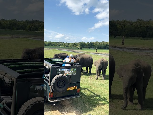 Safari in sri lanka 🐘 #travel #travelvlog #srilanka #ceylone #viral #safari #elephant