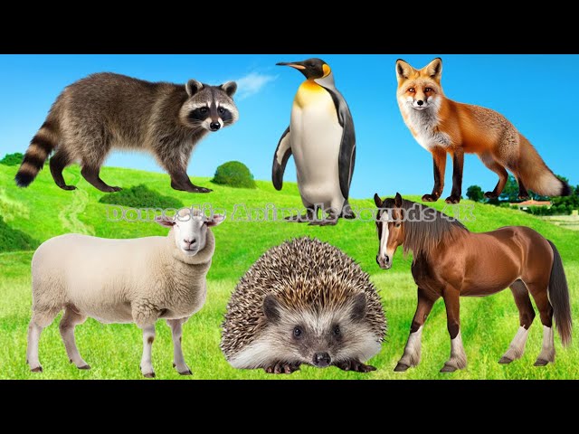 The Unique Beauty of Animals: Gorilla, Elephant, Crocodile, Sheep, Cow, Rhino | Animal Moments