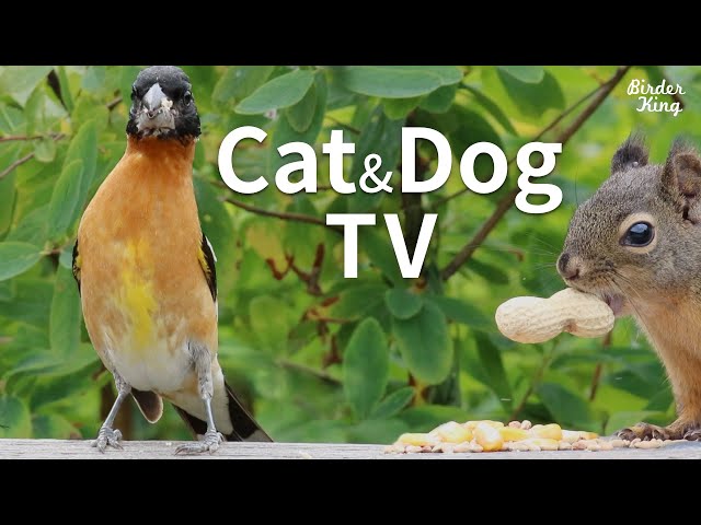 Cat and Dog TV: Beautiful Birds and Squirrels on a Sunny Day - Videos for Cats and Dogs To Watch