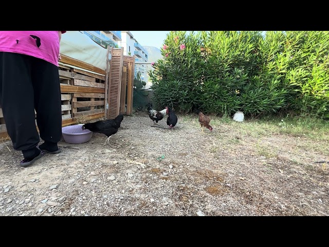 ￼ Hühner und Kampfhühner in meinem Garten in in Alanya Antalya, Türkei, 16. Juni 2024