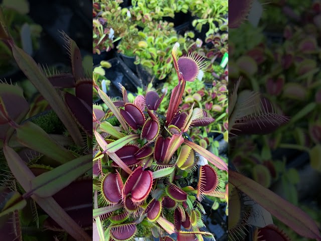 Dionaea muscipula Red Dragon (aka Akai Ryu)