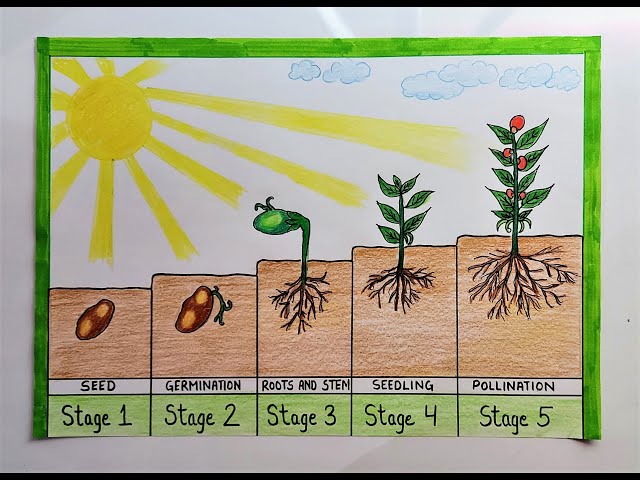 Plant life cycle diagram drawing step by step l How to draw seed germination chart easily