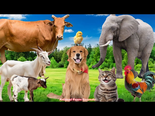 Sounds of Wildlife and Familiar Animals: Chicken, Cat, Dog, Horse, Elephant, and Cow - Animal Sounds
