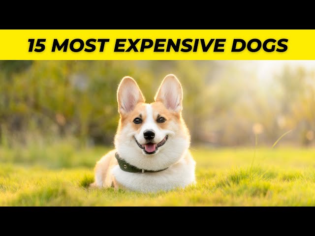 15 Most Expensive Dogs in the World