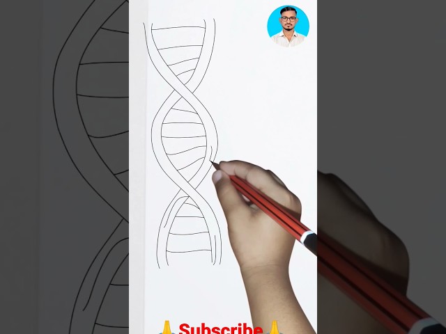 DNA diagram DNA structure Double helix How to Draw Class12 board/Neet competitive exam#youtubeshorts