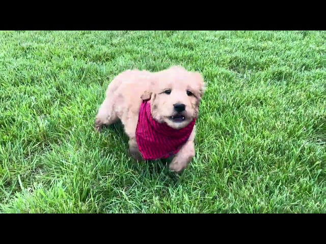 Chandler UPDATE - Medium Goldendoodle - Family Bred Puppies