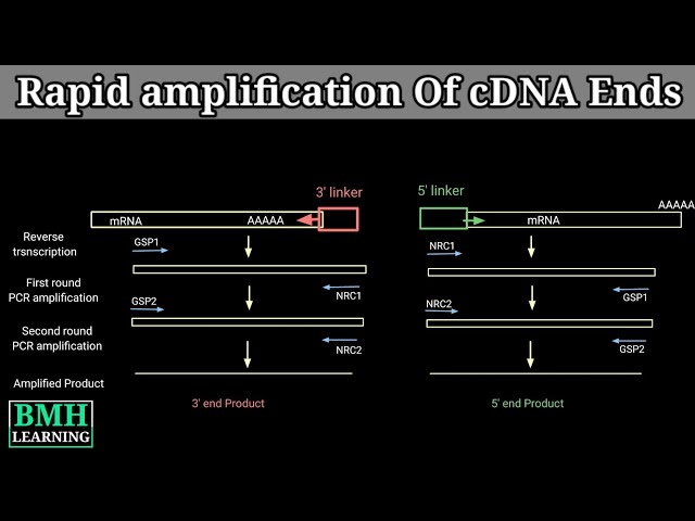 Rapid Amplification Of cDNA Ends | RACE |