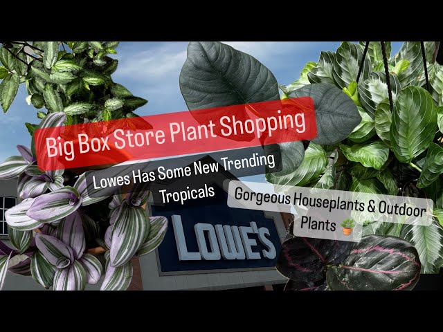 Big Box Store Plant Shopping at Lowes Huge Selection of Indoor and Outdoor Houseplants Plant Finds