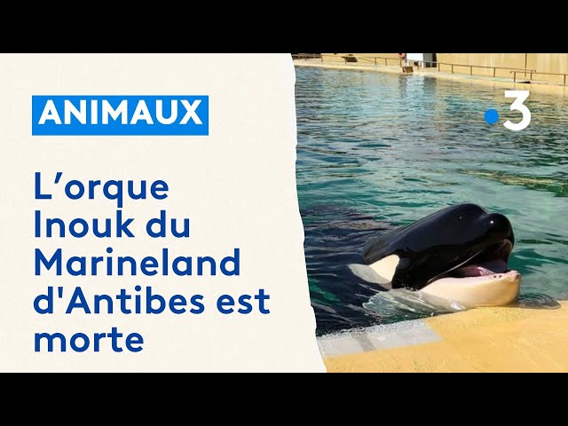 Inouk, orque du Marineland d'Antibes est morte, la deuxième en cinq mois