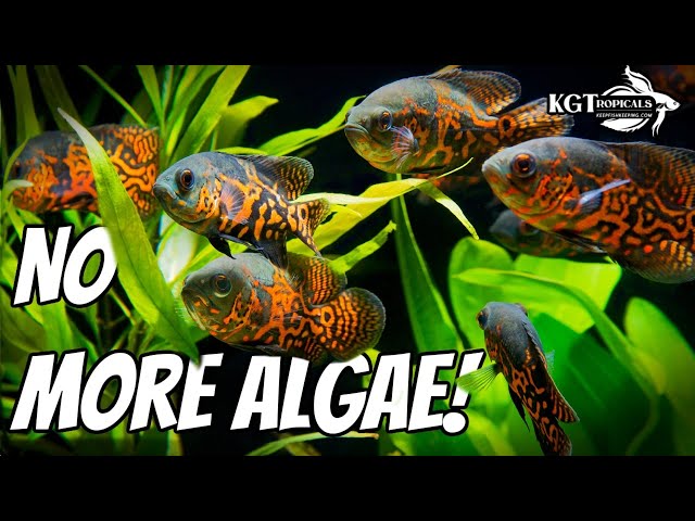 How To PREVENT Algae In Your Aquarium