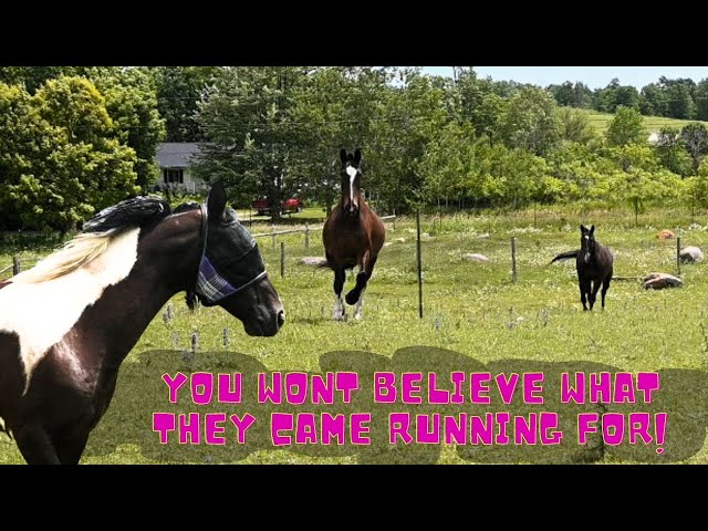 A Huge Surprise For Our Horses!