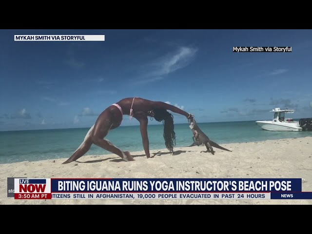 Video: Iguana bite ruins woman’s yoga pose | LiveNOW from FOX