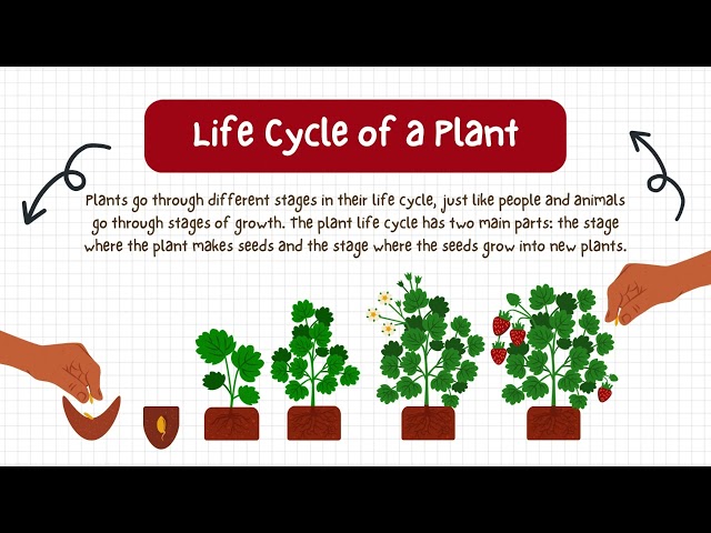 "The Fascinating Life Cycle of a Plant: A Red and Green Science Adventure!"