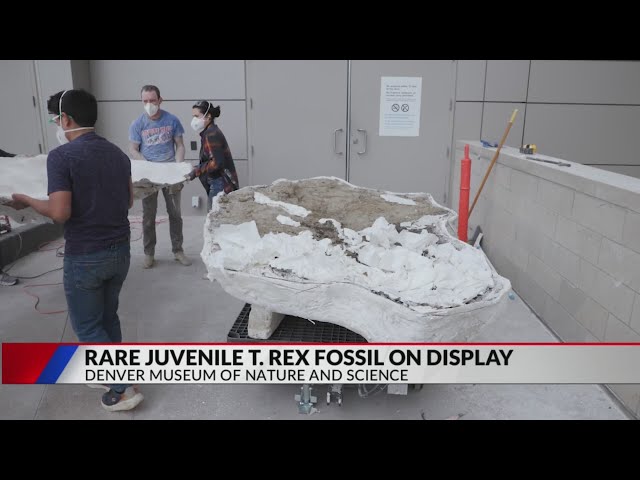 Rare juvenile T. rex fossil on display at Denver Museum of Nature and Science