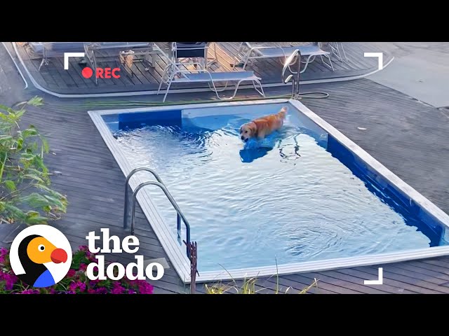 Golden Retriever Caught On Camera Sneaking Into Neighbor's Pool | The Dodo