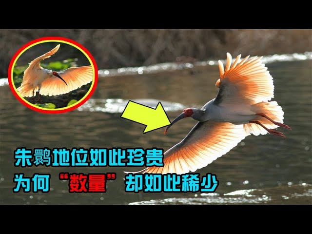 The giant panda crested ibis was nearly extinct in the last century