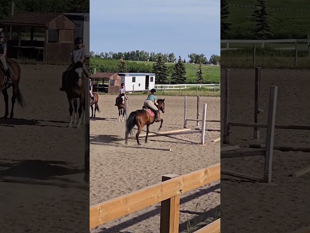 She tries so hard #farrah #abcd #horsey #viral #equestrian #horse #horseriding #riding #jump #fail