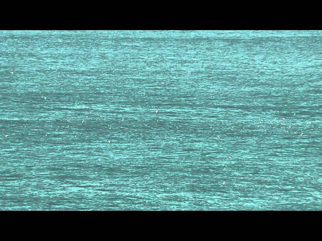Dolphins and Gannets at Lands End Cornwall - Best Viewed in HD & Full Screen