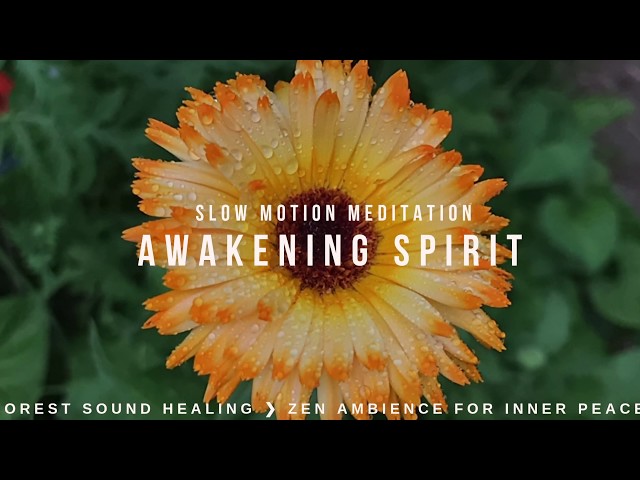 EP59 Calendula Flower ❯ 24min Meditation ❯ Zen Ambience For Inner Peace ❯ Awakening Your Spirit.