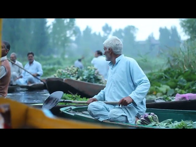 Dal lake shikara ride in the early morning   Sri nagar   Kashmir