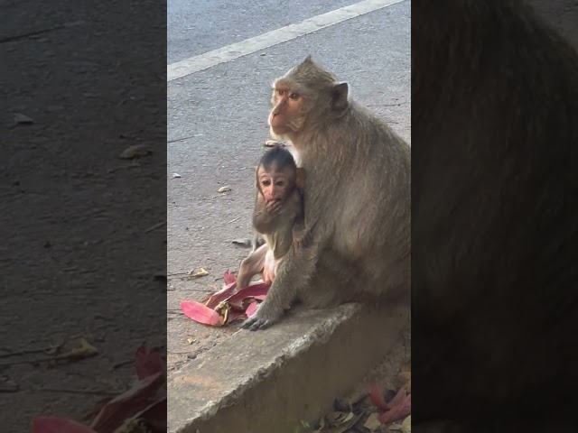 Baby monkey want to get home. Welcome to my channel, thank you for subscribe my Channel.