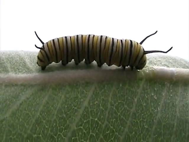 Monarch (Nymphalidae: Danaus plexippus) Caterpillar