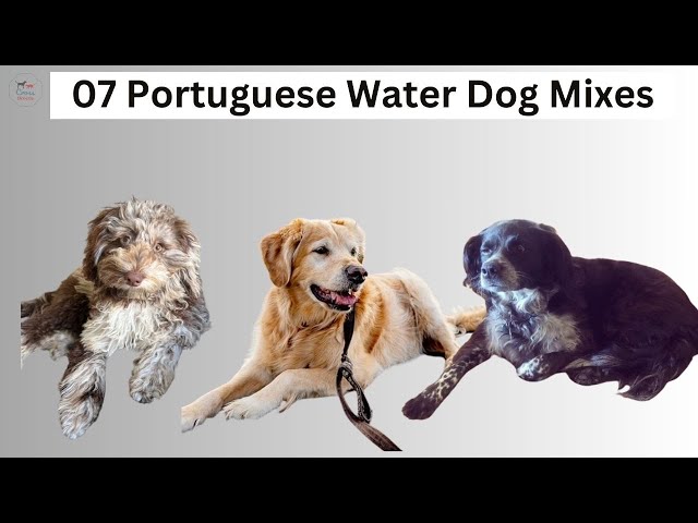 Unveiling the Top 07 Portuguese Water Dog Mixes: A Guide for Dog Lovers!