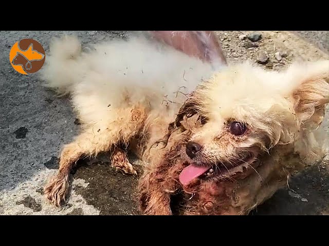 Discovering a Poor Injured Dog on the Road, Hoping for Survival