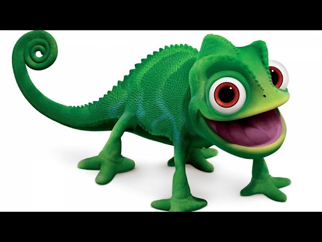 الحربايه عارفه نفسها -How to add fun to your life by helping and interacting with the cute chameleon