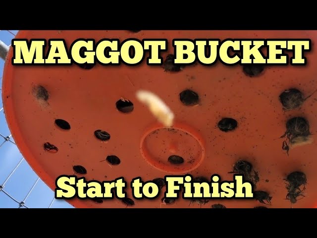 DIY Maggot Bucket: Efficient Chicken Protein Source