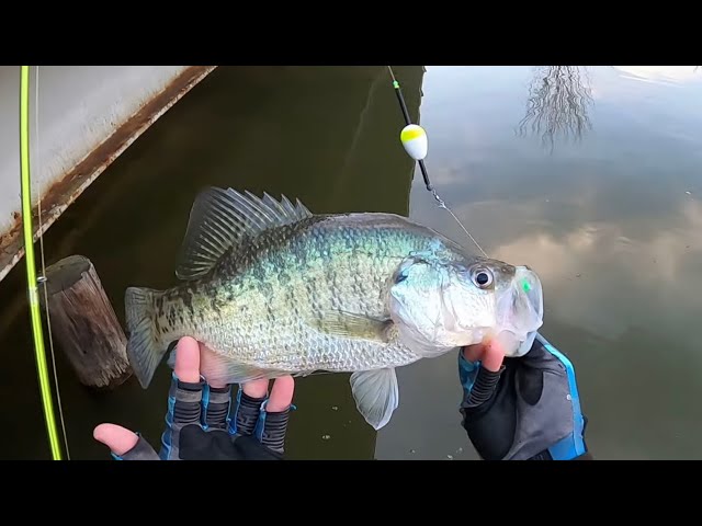 CRAPPIE Fishing With JIG & BOBBER From The BANK‼️ CRAZY Double Jig Rig Action