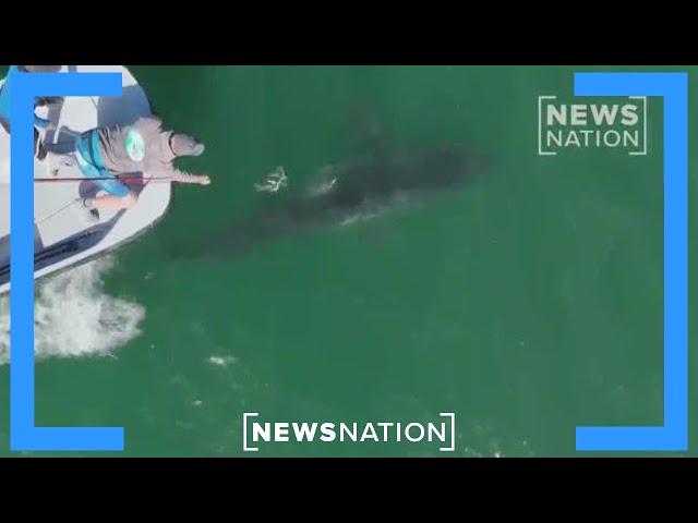 Preventing shark attacks: New tech helps protect beachgoers | Vargas Reports
