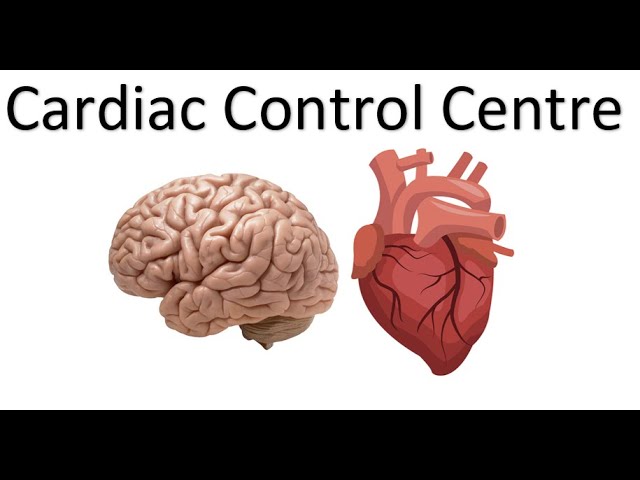 OCR A Level PE - Cardiac Control Centre