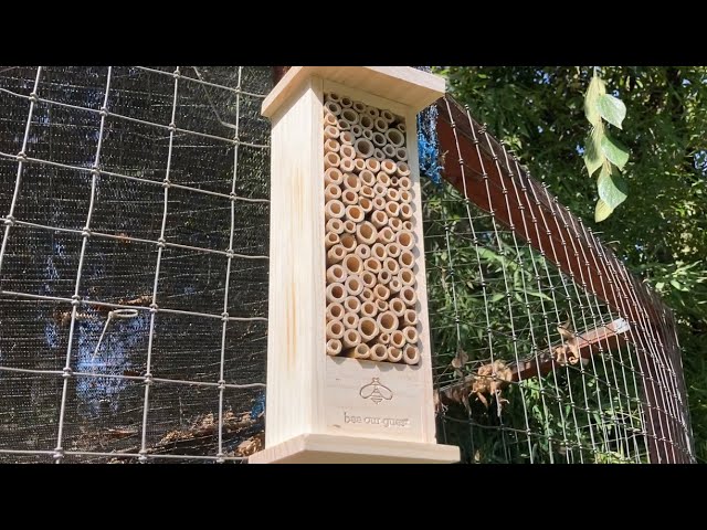 Adding a Bee House to the garden/ Learning about Mason Bees
