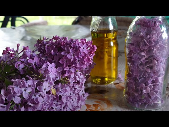 Lilac oil (macerate) - a supplement to cosmetics and an auxiliary medicinal agent