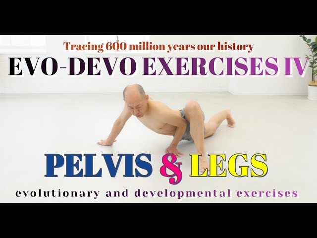 Evo-Devo Exercises IV - Pelvis & Legs