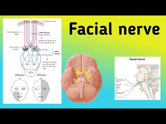 Facial Nerve || Cranial Nerve 7 pathway, Branches,  Bell's Palsy
