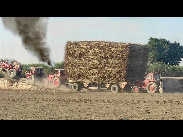 Powerful Belarus tractors with MF375 Tractor pulling heavy loaded sugarcane trailer