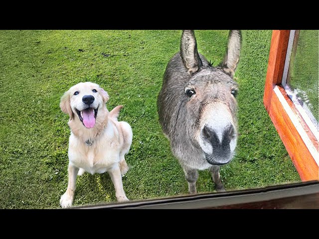 When your dog brings home a friend 🙈🤣Funniest Dog Video 2024
