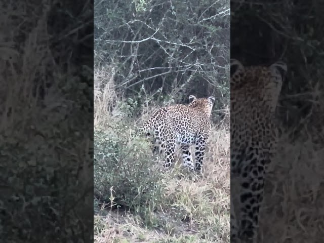 African Safari: Witnessing a Leopard's Thrilling Hunt!