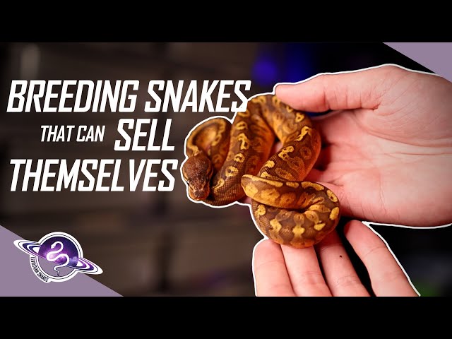Breeding Snakes That SELL THEMSELVES | #ballpython #snake #reptiles