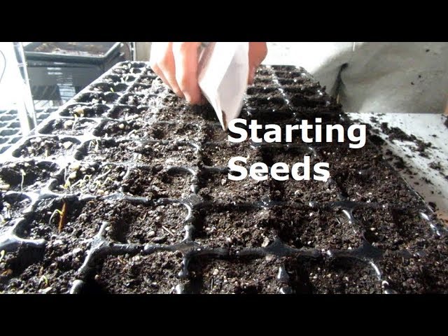 Starting Seeds │ Microgreens │ Broccoli │ Cabbage