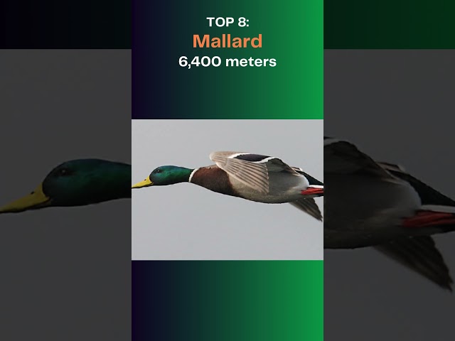 Top 10 Highest Flying Birds In The World - Minthy Amazing Animals