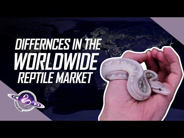 Regional Differences in the Worldwide Ball Python Market | #ballpython #snake #reptiles